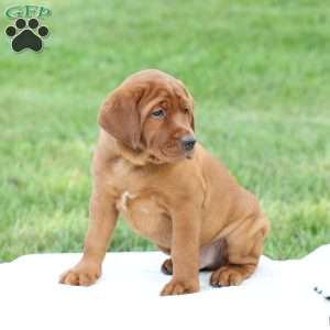 Duke, Fox Red Labrador Retriever Puppy